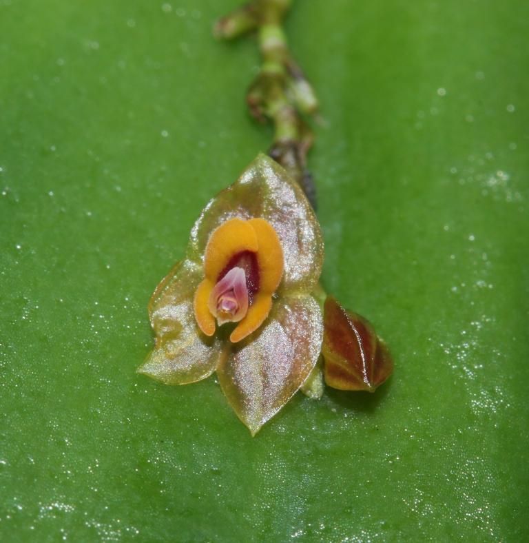 Lepanthes ovalis Orchidee Blüte Miniatur Vitrine Pflanze in Pegau