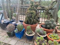 Kakteen Kaktus nur Abholung kein Versand Rheinland-Pfalz - Waldböckelheim Vorschau