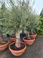 Olivenbaum Stamm Garten Pflanze mediterran Kreis Pinneberg - Moorrege Vorschau