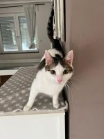 Linda & Moon: Zwei liebevolle Schmusekatzen suchen ein Zuhause Frankfurt am Main - Sachsenhausen Vorschau