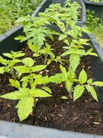 Bio Tomatenpflanzen Berlin - Britz Vorschau