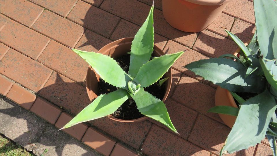 Agave Kaktus mit Topf in Wildeshausen