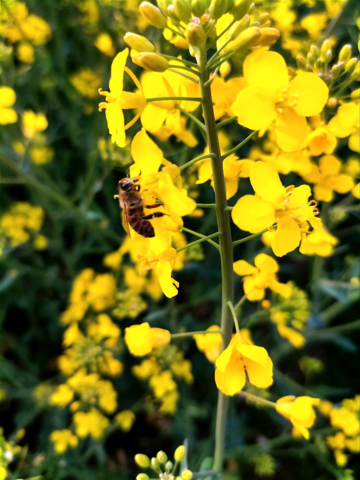 Echter Deutscher Bienenhonig direkt vom Imker in Einbeck