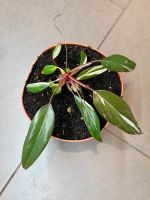 Philodendron Pink Princess - etablierte Pflanze Stuttgart - Bad Cannstatt Vorschau