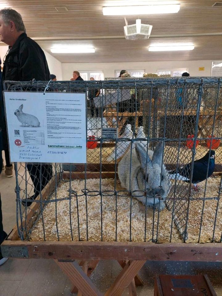 Hühner verschiedene Rassen in Weikersheim