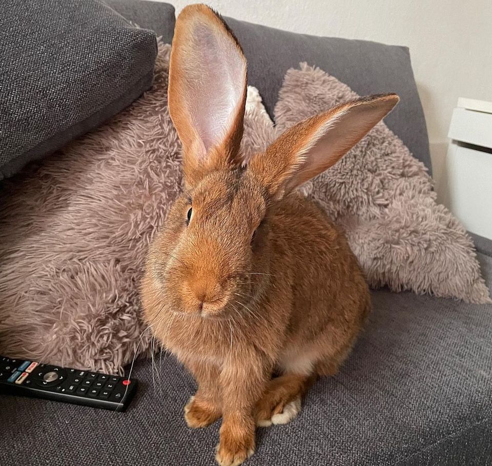 Deutsche Riesen Kaninchen Hasen Weibchen zippe in Harrislee