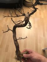 Deadwood echter toter Bonsai Bonsaibaum Aquascape getrocknet Nordrhein-Westfalen - Herne Vorschau