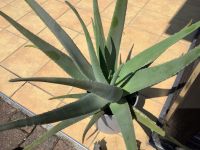 Aloe Vera Heilpflanze Rheinland-Pfalz - Remagen Vorschau