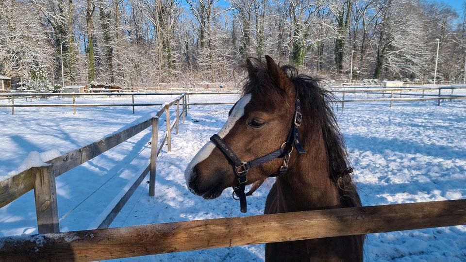 Schicker Welsh-A Ponywallach 3 Jahre in Leipzig