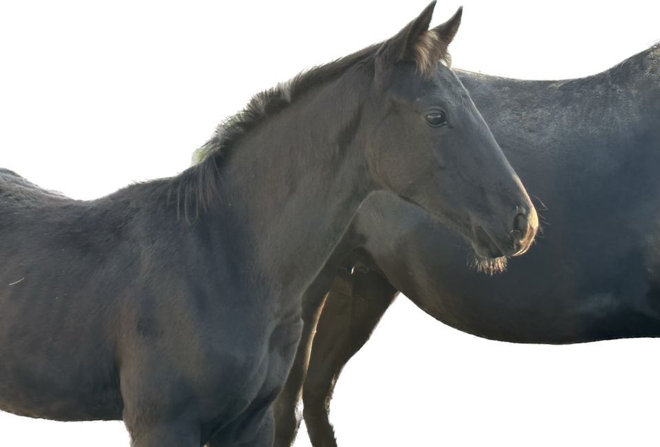 2 Jähriger Hengst v. Glamourdale x Totilas Rappe in Bad Dürrheim