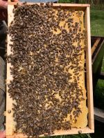 Ableger Bienen Sachsen - Grumbach Vorschau