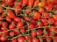Kleine Tomatensorten - süßer Haufen (Berberitze) und Cherry Bayern - Manching Vorschau