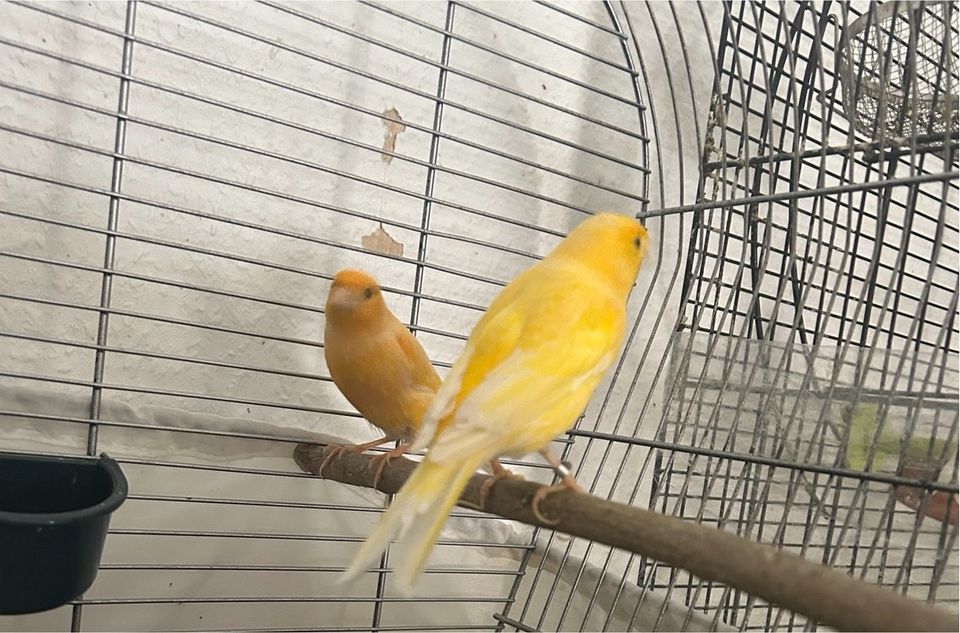 Kanarienvögel  mit Käfig in Bremerhaven