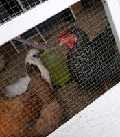 Hühner  Zwergseidenhühner 4 Stück 2 andere Rheinland-Pfalz - Zweibrücken Vorschau