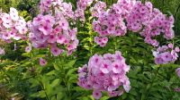 Phlox Flammenblume 9er Topfpflanze rosa Staude Schnittblume Niedersachsen - Uelzen Vorschau