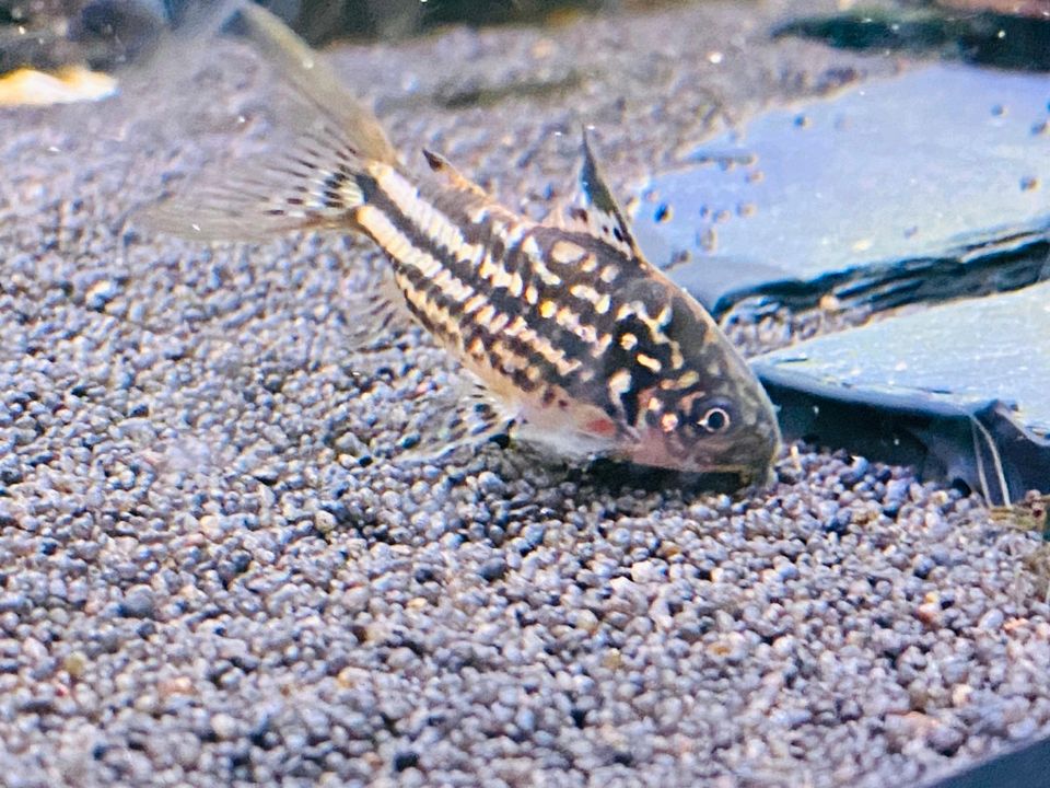 Corydoras Napoensis Napo kleiner Panzerwels - Wels in Bottrop