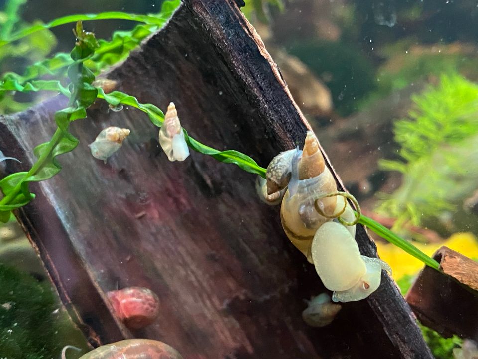 ☘️ Yoda Schnecke Lymnea Stagnalis für’s Aquarium ☘️ in Hagen