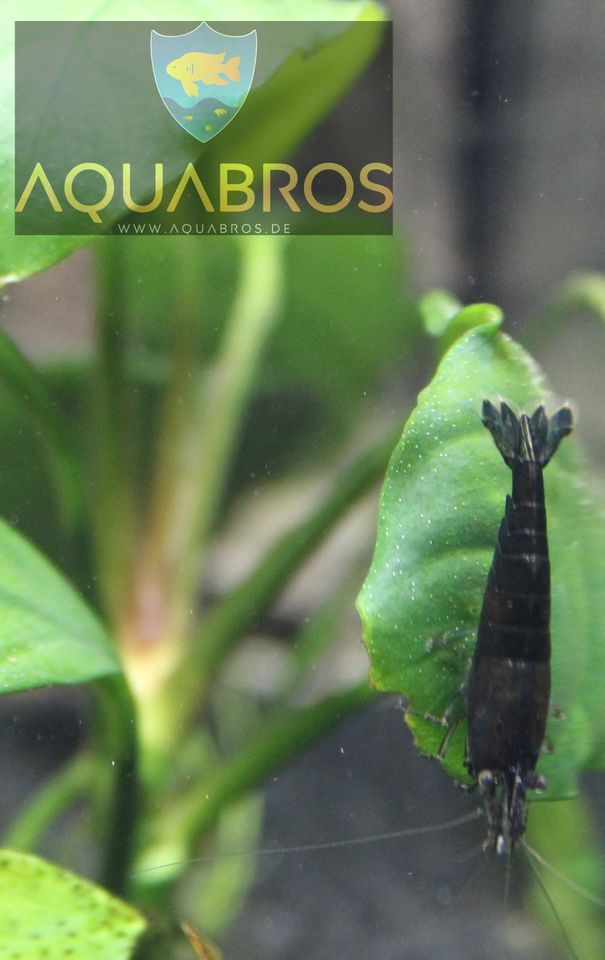 Black Sakura ( Neocaridina davidi) Garnelen in Dortmund