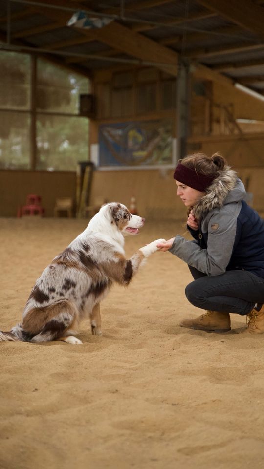 Hundetraining, mobile Hundeschule, Hundetrainer §11 TierSchG in Burg (Spreewald)