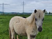 Shetty Dt. Partbred Shetland Pony Tigerschecken Appaloosa Hessen - Wabern Vorschau