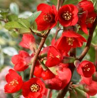 wunderschöne   grten Blumen Chaenameles Rheinland-Pfalz - Bad Ems Vorschau