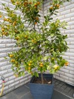 Mandarin Baum abzugeben Nordrhein-Westfalen - Hopsten Vorschau