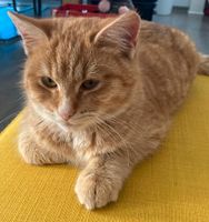 Kater entlaufen rot getigert Katze vermisst Mecklenburg-Vorpommern - Gützkow Vorschau
