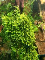 Portion Bucephalandra Moos Typ 2 Aquarien Nano Garnele Innenstadt - Köln Deutz Vorschau