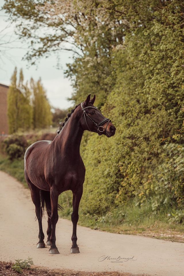 Wunderschöne 9 jährige Millenium Stute Dressurpferd Freizeitpferd in Perl