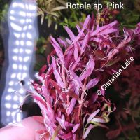 ⭐☘️ Rotala sp. Pink Aquariumpflanzen Niedersachsen - Meppen Vorschau