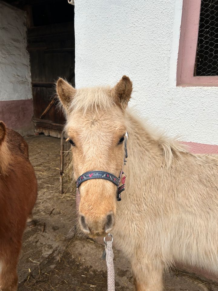 DpbS Shetty Wallach, Sonderfarbe, Absetzer, Schulpony in Groß Quenstedt