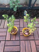 Drei Tomatenpflanzen Hamburg - Wandsbek Vorschau