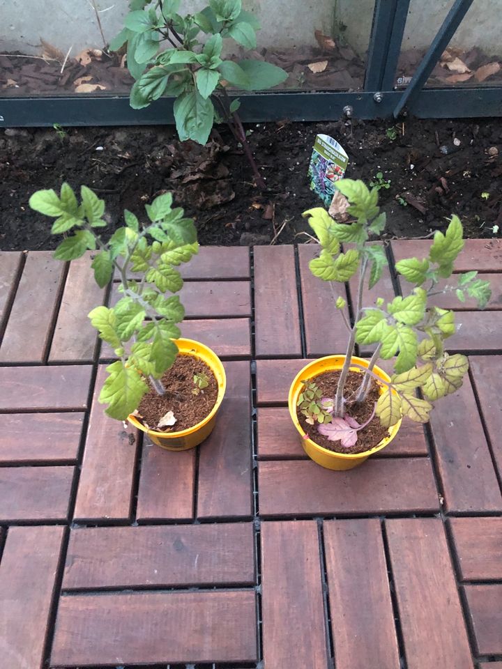 Drei Tomatenpflanzen in Hamburg