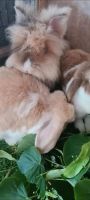 ❤️ Löwenköpfchen ❤️ Kastrat Hase Kaninchen Bayern - Haimhausen Vorschau