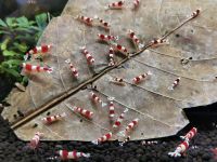 Caridina Red Bee ( Pure Red Line ) Nordrhein-Westfalen - Hagen Vorschau