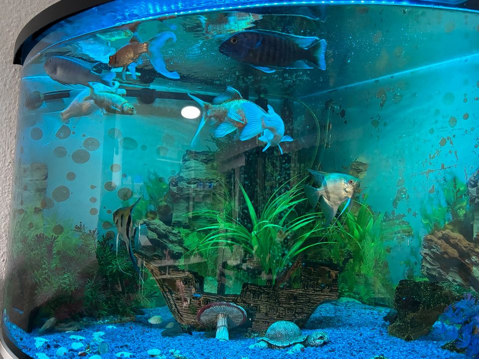 Aquarium Juwel 190 Liter mit Unterschrank in Leutkirch im Allgäu