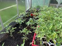 Tomaten pflanzen Kr. Altötting - Töging am Inn Vorschau