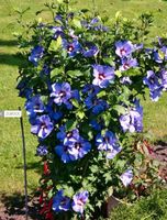 Hibiskus lila/blau Rheinland-Pfalz - Selzen Vorschau