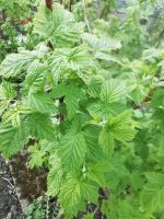 Himbeeren Pflanzen gelb Nordrhein-Westfalen - Recklinghausen Vorschau