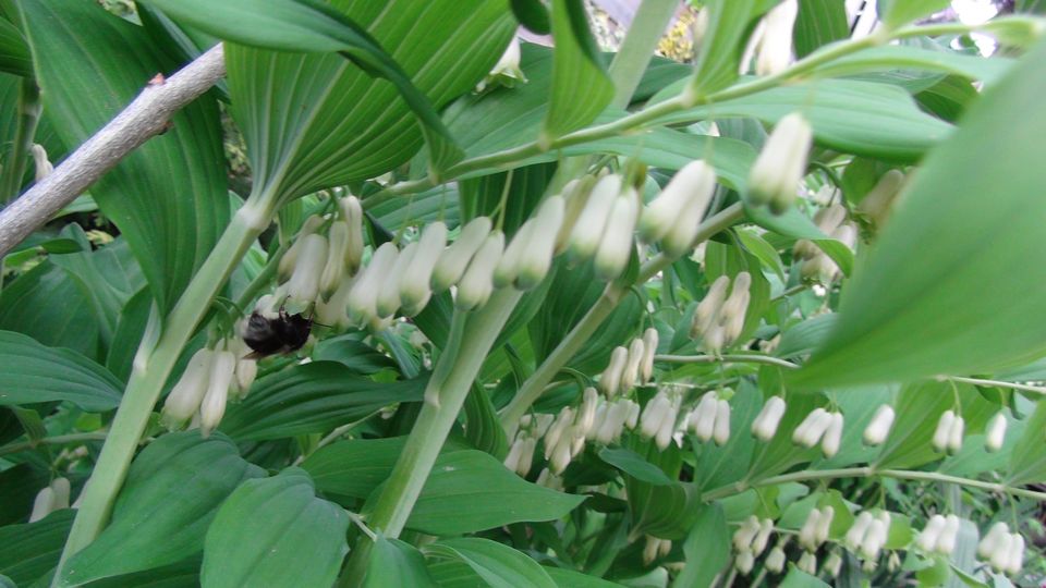 Salomonssiegel Weißwurz winterharte Gartenpflanzen Sichtschutz in Steina