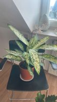 Schöne Aglaonema Zimmerpflanze Stuttgart - Bad Cannstatt Vorschau