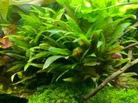 ☘️Cryptocoryne wendtii Green, Wasserpflanze, Aquariumpflanze / 3€ Rheinland-Pfalz - Minfeld Vorschau
