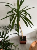 Zimmerpflanze Palme Baden-Württemberg - Weilheim an der Teck Vorschau