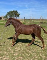 Aufgeschlossene, lernwillige Quarter Horse Jährlingsstute Thüringen - Kindelbrück Vorschau