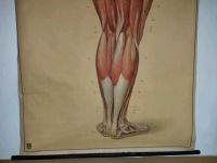 Lehrtafel Muskulatur des Menschen (Rollkarte) Dresden - Innere Neustadt Vorschau