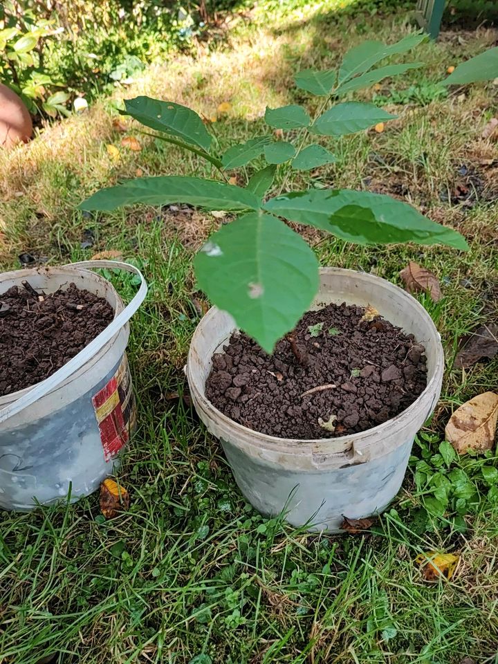 Nussbaum Juglans Regia (Walnuss Baum) Ableger Setzling Sprössling in Karlsbad