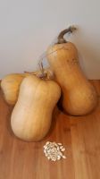 10 Samen Butternut Bio Kürbis Körner Seeds Satgut Baden-Württemberg - Nußloch Vorschau