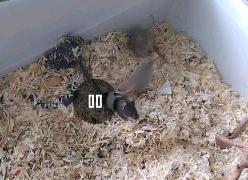 Farbmäuse/ Maus/ Junge Mäuse/ Buben in Essenbach