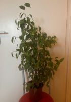 Birkenfeige Ficus pflegeleichte robuste Zimmerpflanze Berlin - Reinickendorf Vorschau