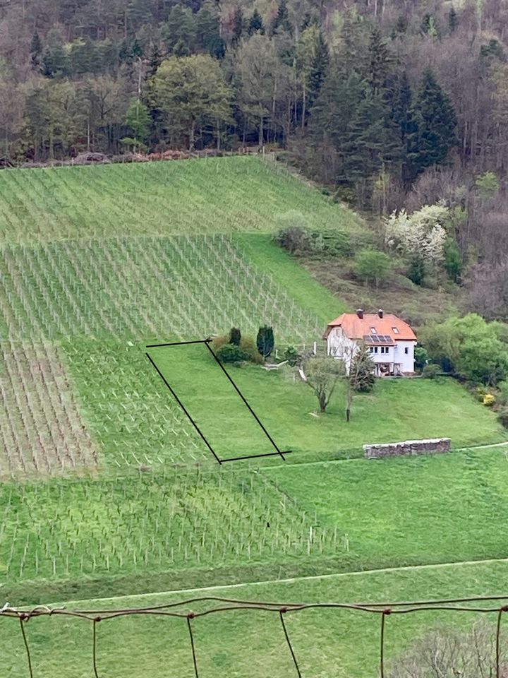 Landwirtschaftliche Fläche zum Verpachten in Bühlertal